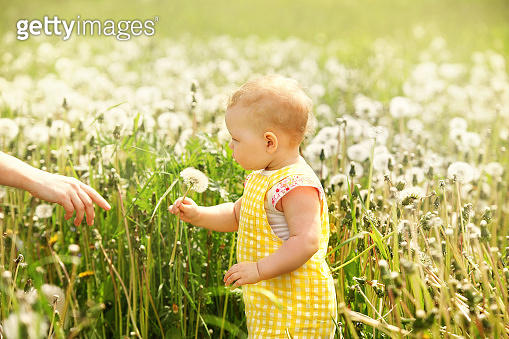 little girl on a walk in a field with dandelions, sunny summer day 이미지 ...