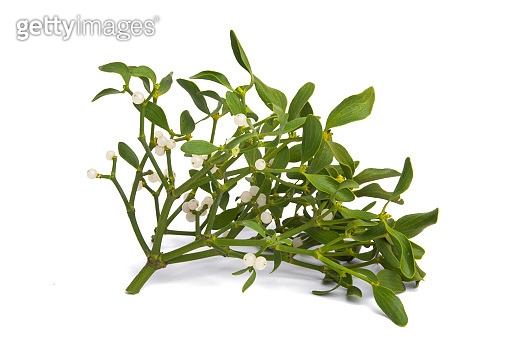 mistletoe isolated 이미지 (1353650971) - 게티이미지뱅크