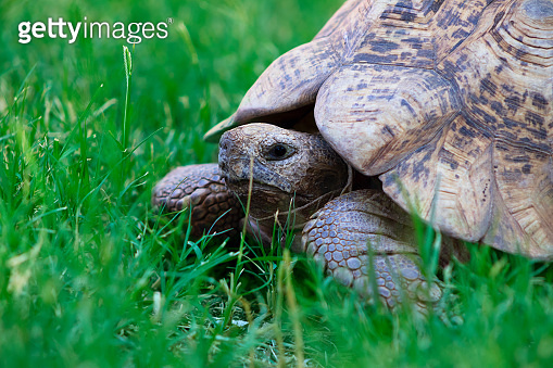 Close up of a cute turtle lying in the green grass. ??? (1326777602 ...