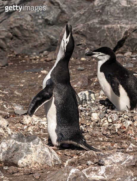 Chinstrap penguins on Hydrurga Rocks in Antarcticain the Palmer ...