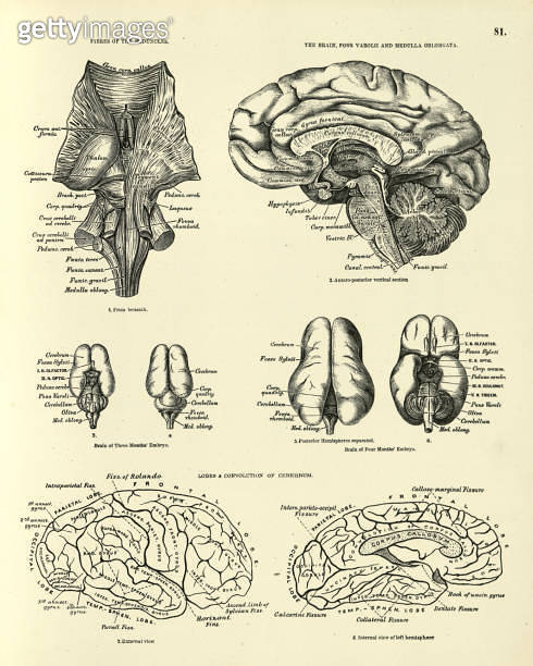 Anatomy, Human Brain, Peduncles, Embryo, Cerebrum, Victorian anatomical ...