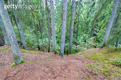 Beautiful nature forest landscape view. Path between tall trees. Sweden ...