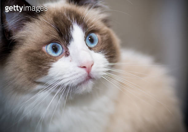 Young beautiful purebred Ragdoll cat at home 이미지 (1321739532) - 게티이미지뱅크