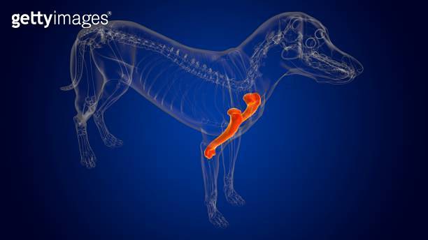 Humerus Bones Dog skeleton Anatomy For Medical Concept 3D 이미지 ...