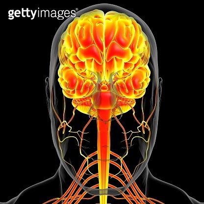 Human Brain Anatomy For Medical Concept 3D (1305131444) 일러스트, 무료 일러스트 ...