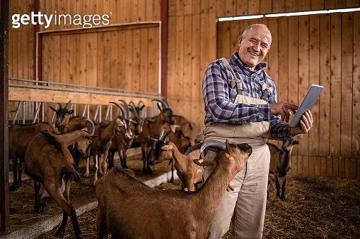 Smart farming and goat breeding. Portrait of senior cattleman using ...