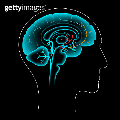Dopamine pathway 이미지 (1357968772) - 게티이미지뱅크