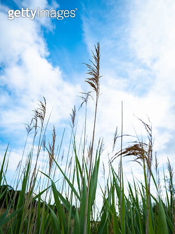 Tall Common Reed with Green Pointed Leaves against Blue Cloudy Sky ...