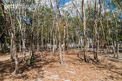 Thick forest encompassing the archeological site Chichen Itza, Mexi ...