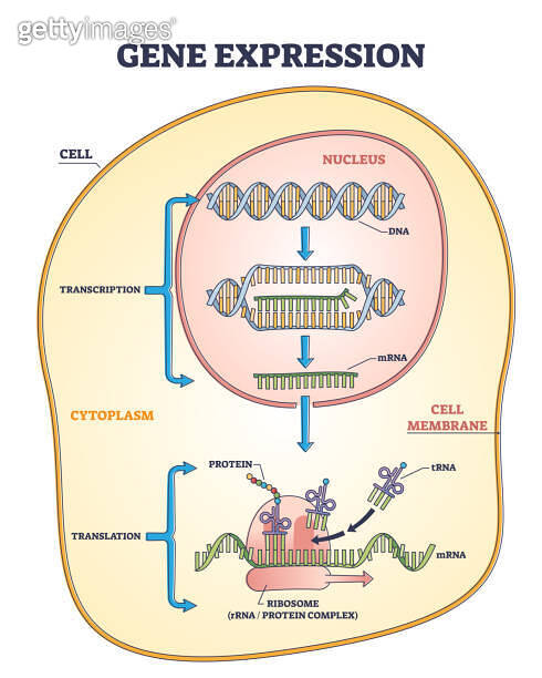 Gene expression process for product synthesis formation outline diagram ...