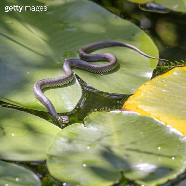 Ring Snake, Ringelnatter, (European) Grass Snake, Water Lily 이미지