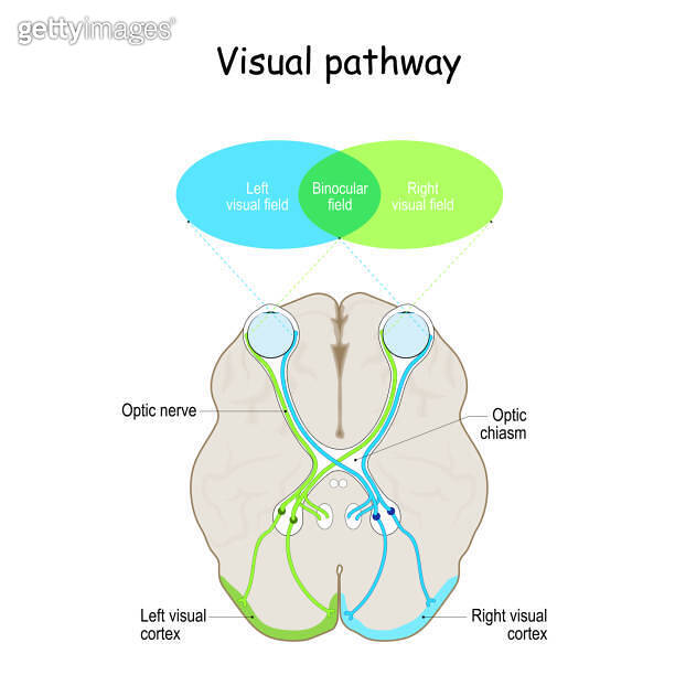 Visual pathway 이미지 (1310893043) - 게티이미지뱅크