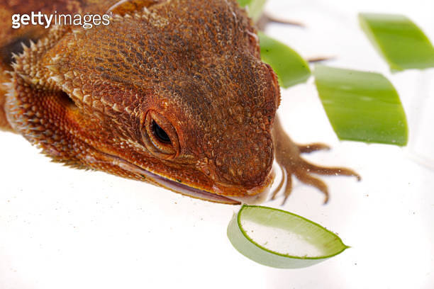 Orange Bearded Dragon with aloe vera isolated white background 이미지 ...
