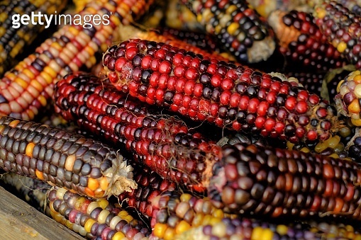 Colored corn cobs.Cereals and grain culture. Multicolored corn ...