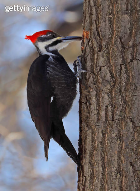 Pileated woodpecker sitting on a tree trunk into the forest, Quebec