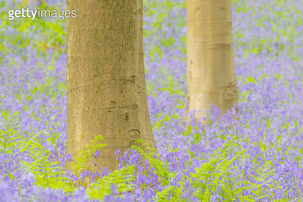 Springtime forest view on bluebell flowers growing on the beech tree ...