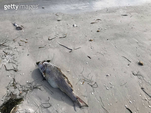 Close up dead fish on dramatic sandy beach (1345577876) - 게티이미지뱅크
