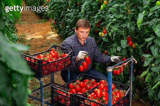 Male farmer harvesting red tomatoes in greenhouse 이미지 (1300211919) - 게티 ...