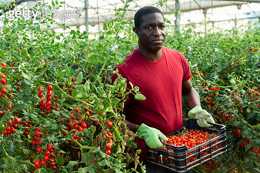 Aframerican gardener stacking boxes with cherry tomatoes in greenhouse ...