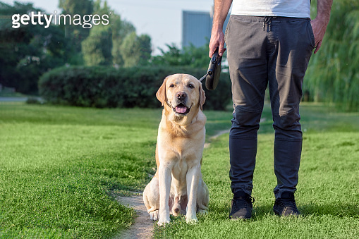 The dog executes the command to sit next to him. Dog training for a ...
