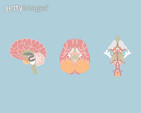 human brain and brain stem, internal organs anatomy body part nervous ...