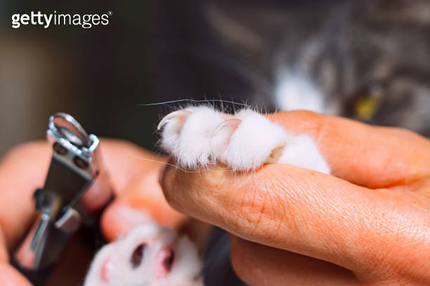 Photo inspiration: Visual Reference: Close Up Of Man Cutting Cat Claws With Nail Clipper
