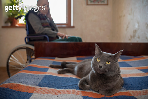 An old woman and her cat. 이미지 (1310868709) - 게티이미지뱅크 - An Old Woman And Her Cat Summary
