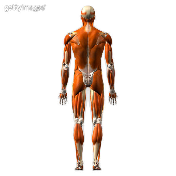 Human Figure Rear View Muscles of the Human Body, Full Rear View on White Background ...