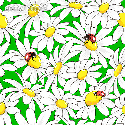 seamless pattern with chamomiles and ladybugs 이미지 (1329837260) - 게티이미지뱅크