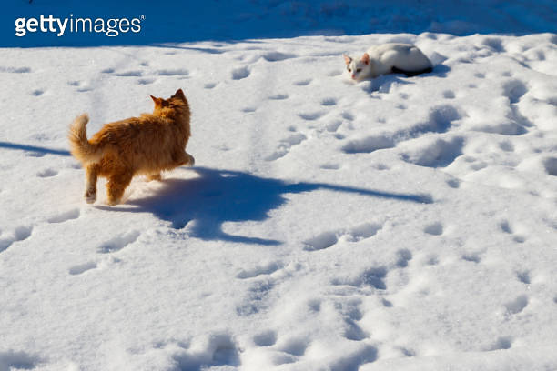 Two cute young cats playing in white snow 이미지 (1302829911) - 게티이미지뱅크