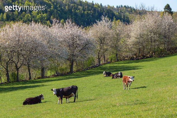 Cows on a meadow at spring 이미지 (1370899682) - 게티이미지뱅크