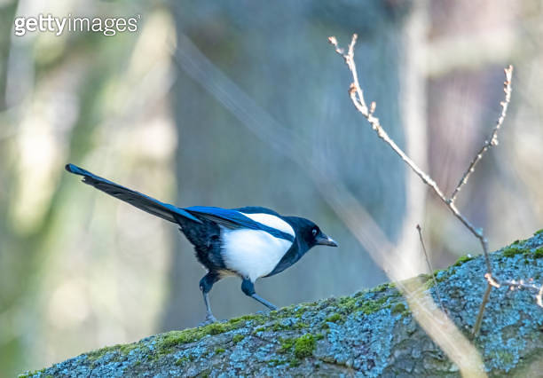 Magpie feeding on a branch (1390494660) - 게티이미지뱅크