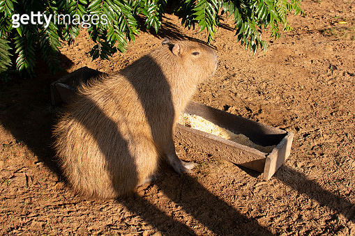 Brazil wildlife. Capybara, Hydrochoerus hydrochaeris, Biggest mouse ...
