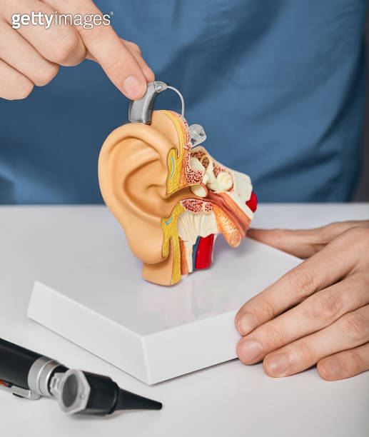 Doctor audiologist putting hearing aid on ear anatomical model