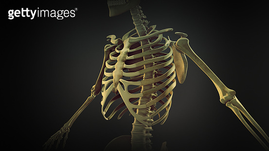 1. Bone Rid Rib cage bone joints anatomy (1397656217) - 게티이미지뱅크