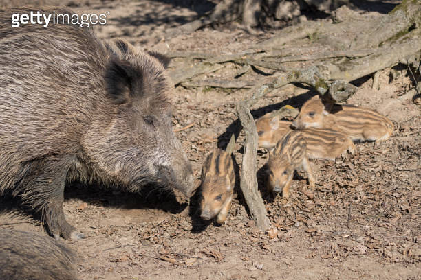 Wild boar - Sus scrofa - in the forest and by the in its natural ...