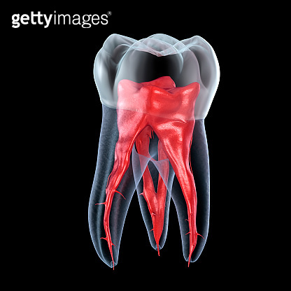 Dental root anatomy - First maxillary molar tooth. Dental 3D ...