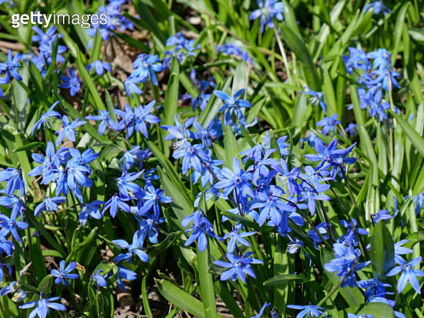 Snow glory, a perennial that produces a carpet of tiny blue flowers ...