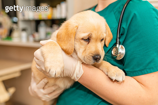 Labrador Getting Injected Cute labrador puppy dog sitting confortably in the arms of veterinary ...