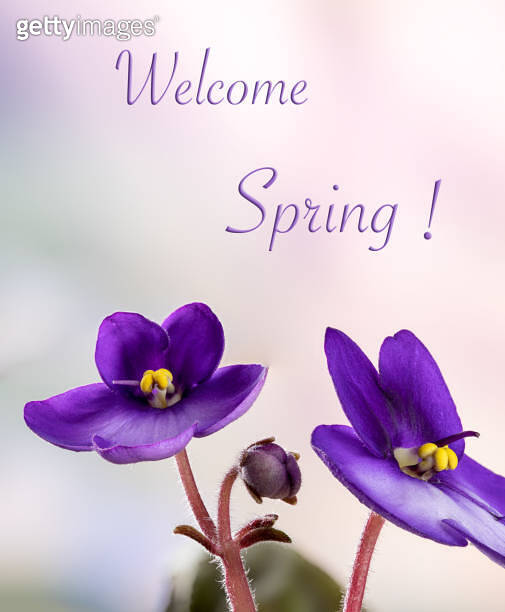 African violet flowers with colorful background 이미지 (1383491559) - 게티이미지뱅크