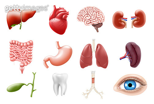 Human internal organs isolated on white background. Lungs, kidneys ...