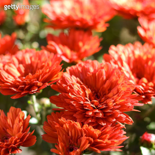 Chrysanthemums flowers blooming in garden at spring day. 이미지