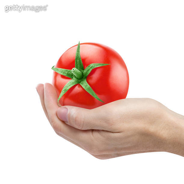 Hand holding delicious red tomato on white 이미지 (1408597939) - 게티이미지뱅크