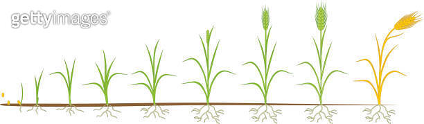 Rye Root Rye life cycle. Stages of growth from seed to mature rye plant with ...