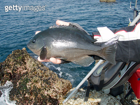 Smallscale blackfish or Rudderfish, named “Kuchibuto mejina (Gure ...