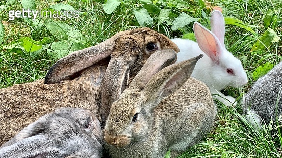 Different Color Rabbits Together Rabbits of different colors are sitting on the green grass. (1407135023 ...