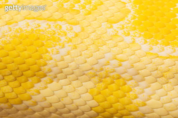 Yellow snake scale texture,Golden python scale texture,close up view of ...