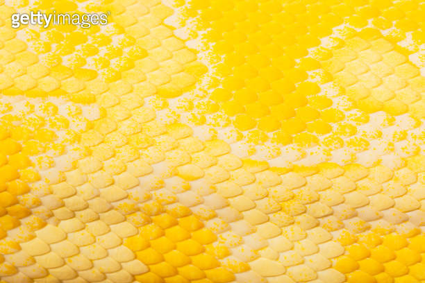 Yellow snake scale texture,Golden python scale texture,close up view of ...