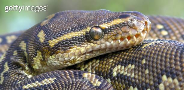 Python anchietae (with common names Angolan python and Anchieta's dwarf ...