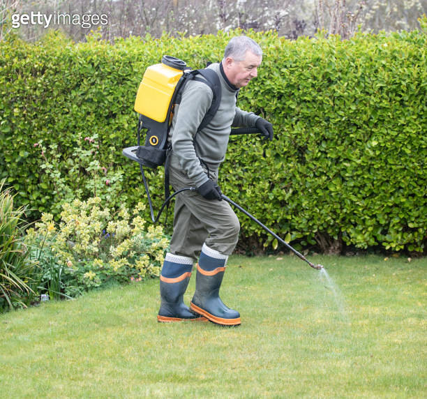 Gardener horticulturalist spraying weed killer on lawn garden maintenance 이미지 (1389549215